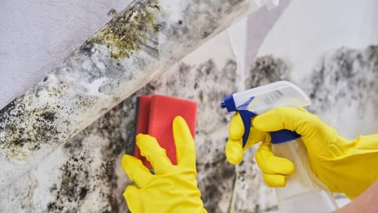 Read more about the article <strong>Can Black Mould Cause Health Problems?</strong>