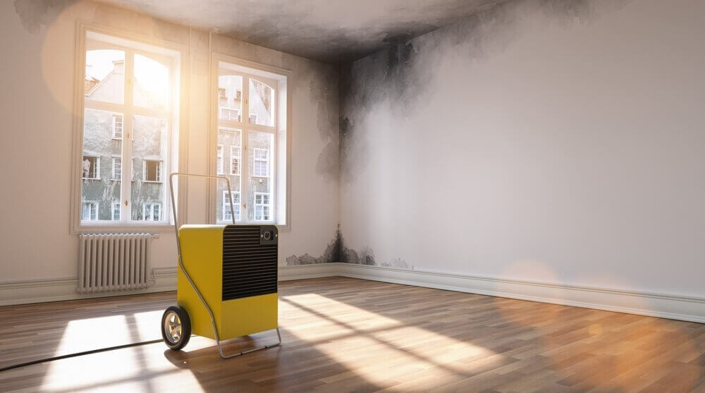 You are currently viewing What Causes Black Mould?