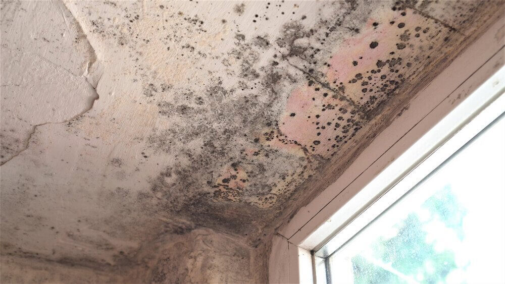 You are currently viewing Removing Mould From Your Home: All You Need to Know